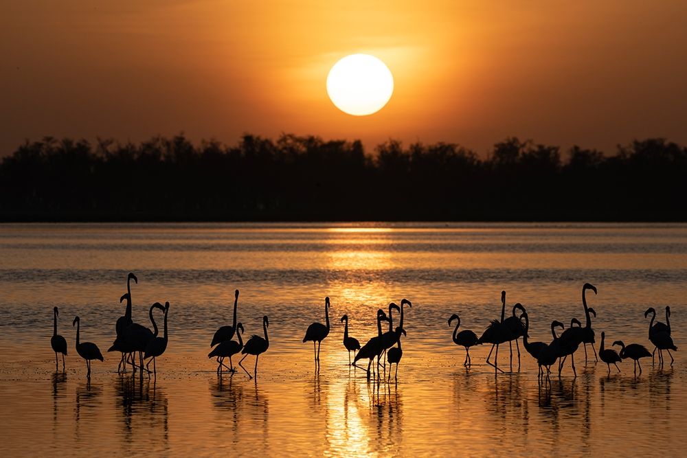 Africa-Kenya-Amboseli National Park Greater flamingos in water at sunrise  art print by Jaynes Gallery for $57.95 CAD